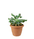Echeveria culibra