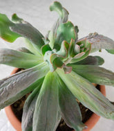 Echeveria culibra