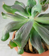 Echeveria culibra