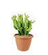 Opuntia quitensis