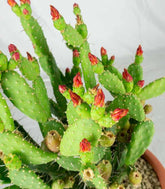 Opuntia quitensis