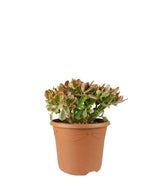 Crassula ovata variegata