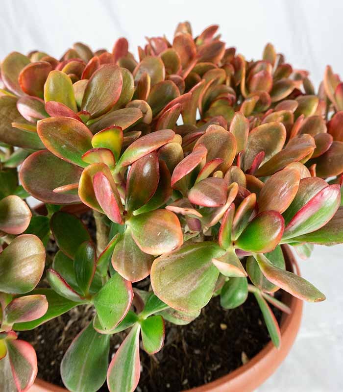 Crassula ovata variegata