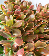 Crassula ovata variegata