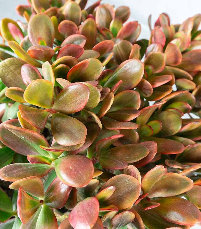 Crassula ovata variegata