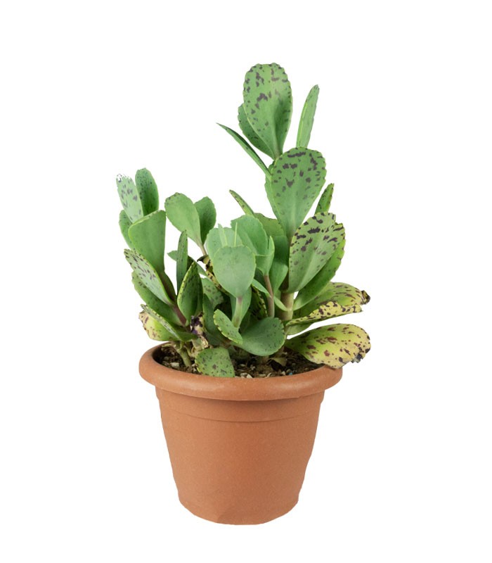 Kalanchoe marmorata