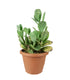 Kalanchoe marmorata
