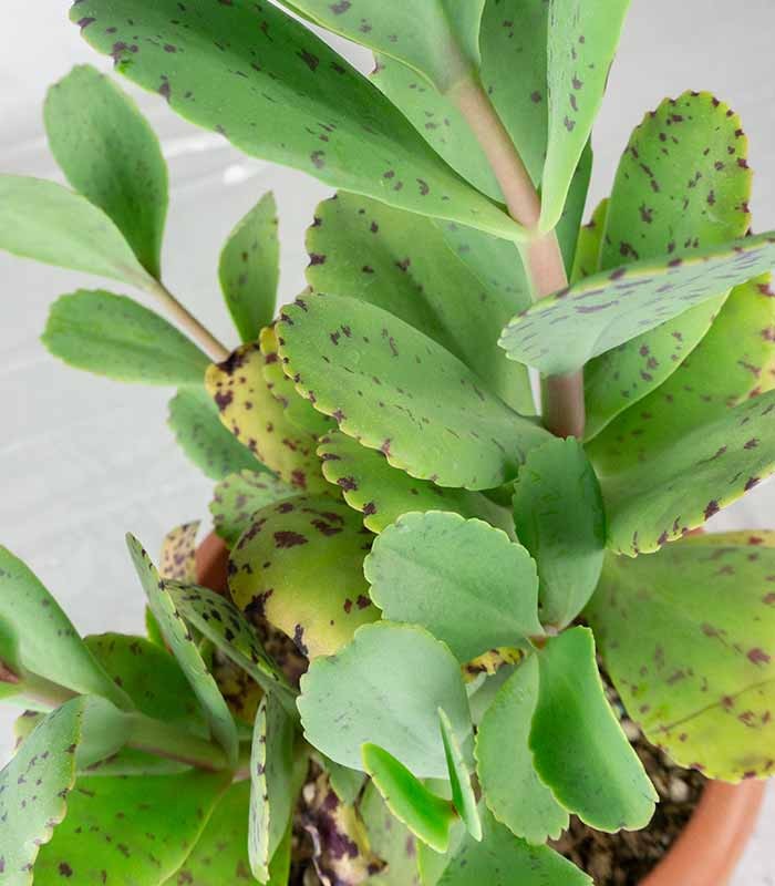 Kalanchoe marmorata