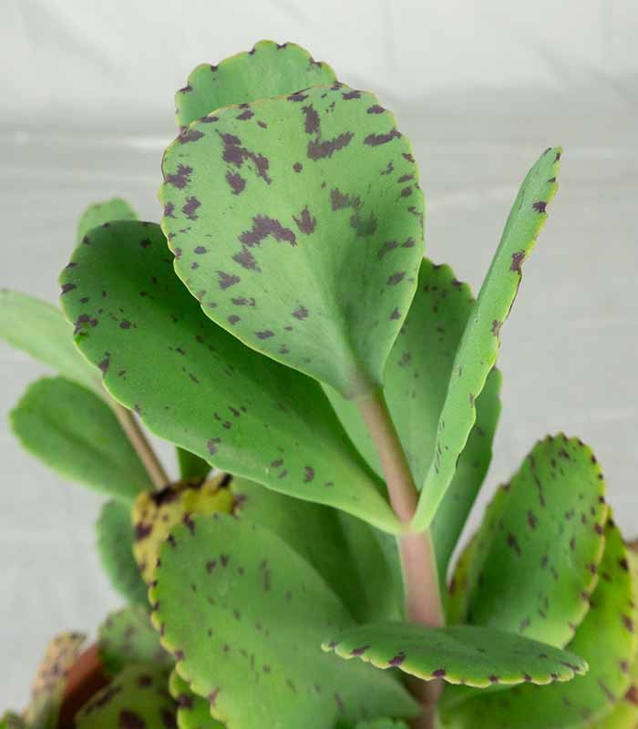 Kalanchoe marmorata