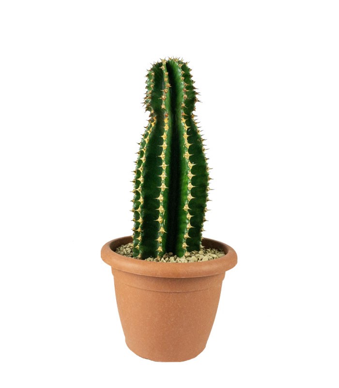 Euphorbia abyssinica