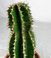 Euphorbia abyssinica