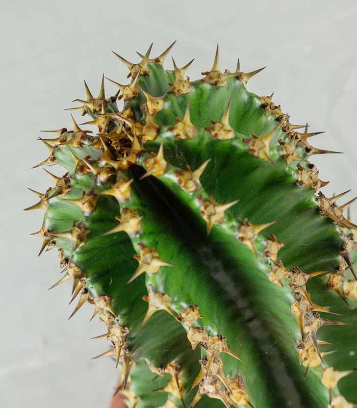 Euphorbia abyssinica