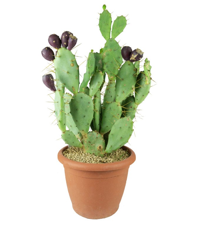 Opuntia vulgaris