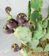 Opuntia vulgaris