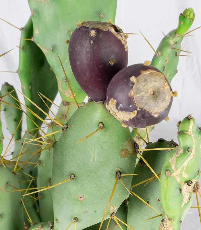 Opuntia vulgaris