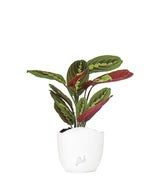 Calathea | Maranta leuconeura "Fascinator"