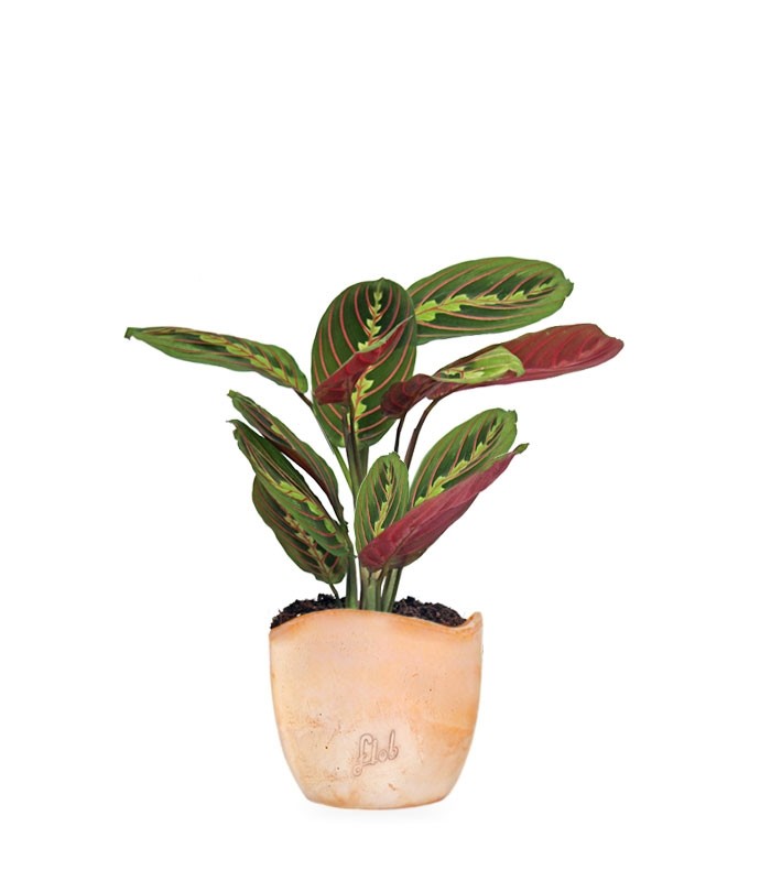 Calathea | Maranta leuconeura "Fascinator"