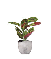Calathea | Maranta leuconeura "Fascinator"