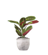 Calathea | Maranta leuconeura "Fascinator"