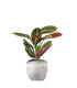 Calathea | Maranta leuconeura "Fascinator"