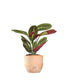 Calathea | Maranta leuconeura "Fascinator"