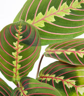 Calathea | Maranta leuconeura "Fascinator"