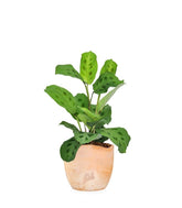 Calathea Kerchoveana | Maranta