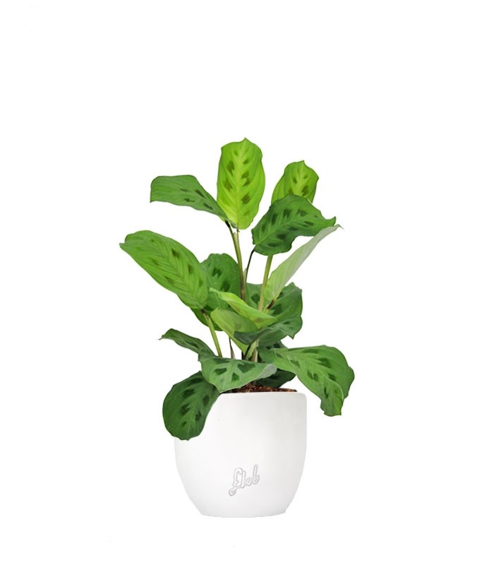 Calathea Kerchoveana | Maranta