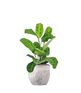 Calathea Kerchoveana | Maranta