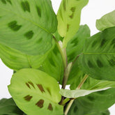 Calathea Kerchoveana | Maranta