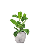 Calathea Kerchoveana | Maranta