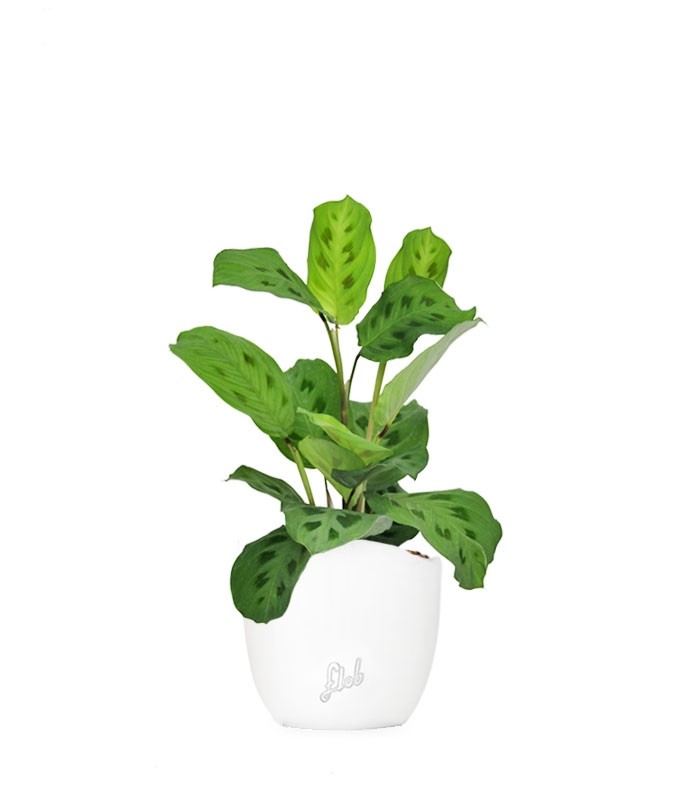 Calathea Kerchoveana | Maranta