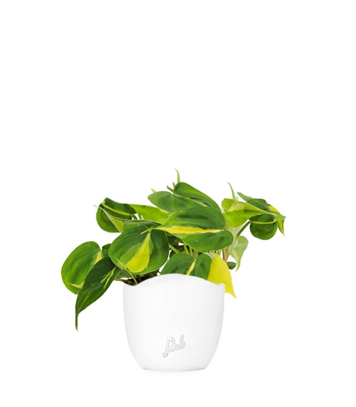 Filodendro Scandens Brazil