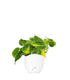 Filodendro Scandens Brazil