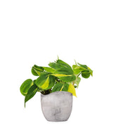 Filodendro Scandens Brazil