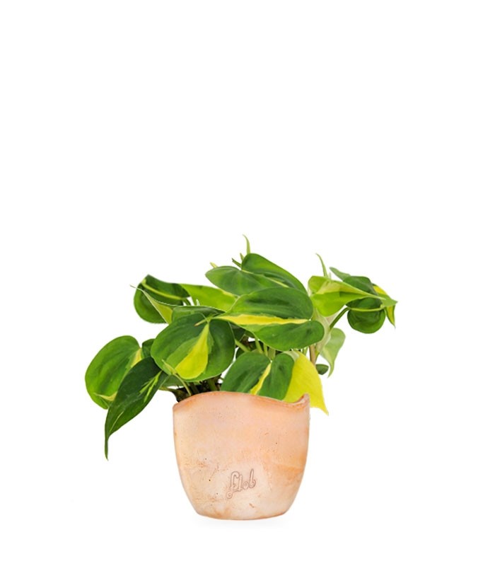 Filodendro Scandens Brazil