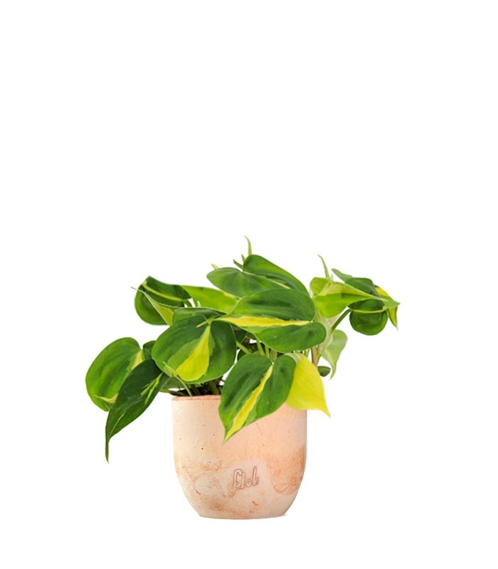 Filodendro Scandens Brazil