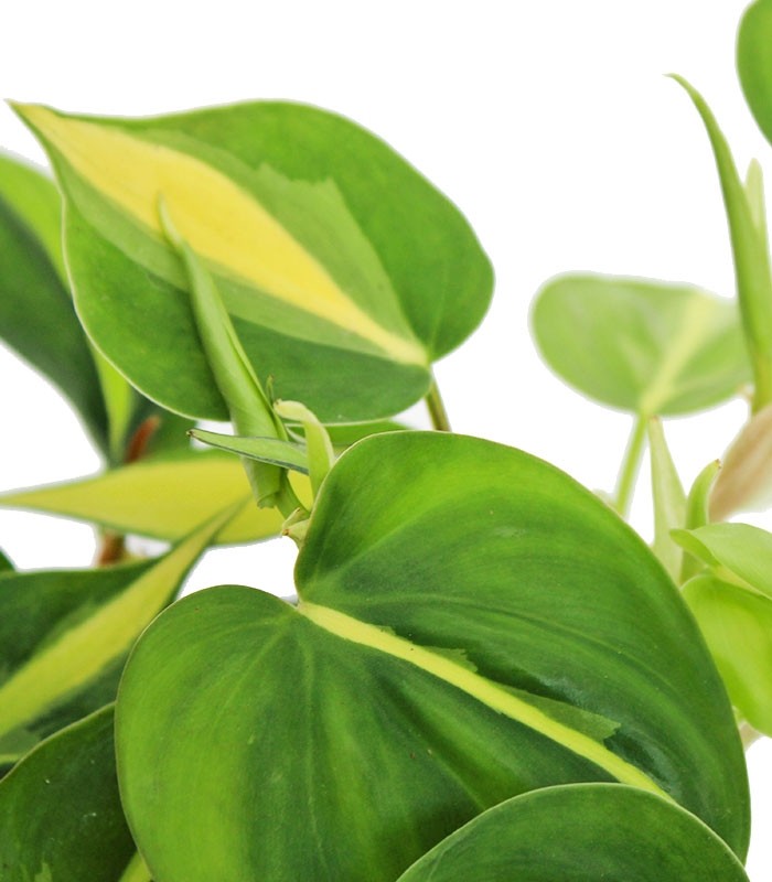Filodendro Scandens Brazil