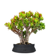 Crassula Compacta