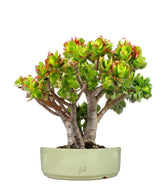 Crassula Compacta