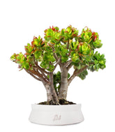 Crassula Compacta