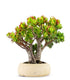 Crassula Compacta