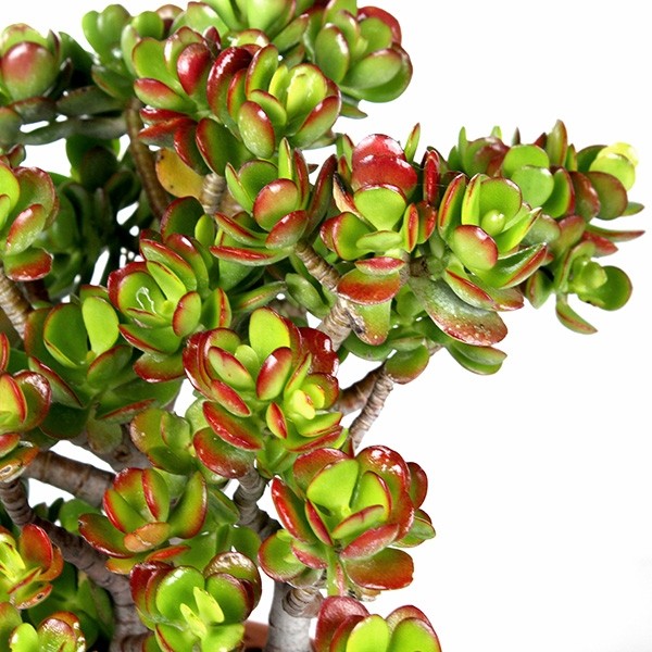 Crassula Compacta