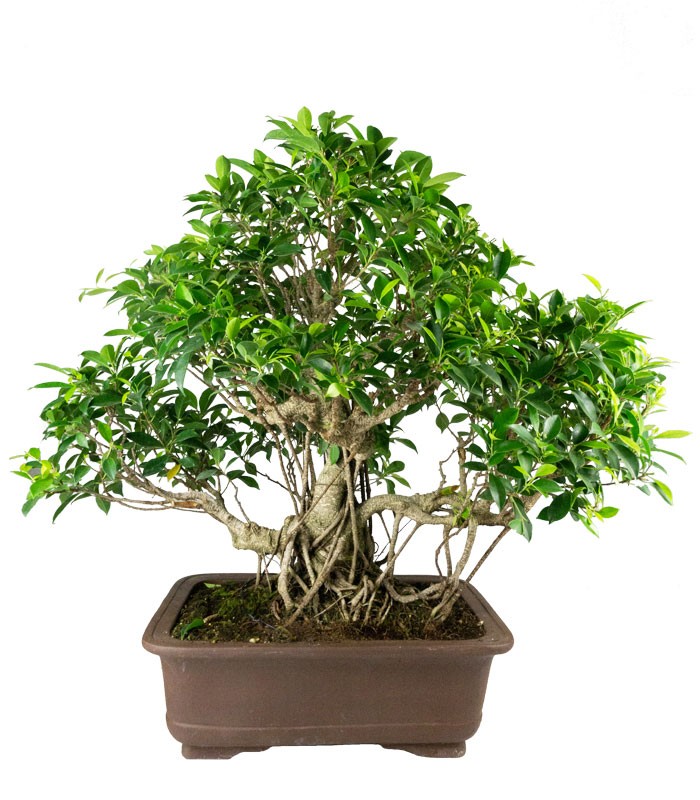 Ficus retusa 29 anni esemplare