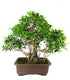 Ficus retusa 29 anni esemplare