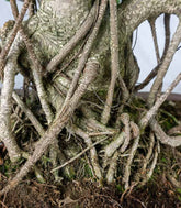 Ficus retusa 29 anni esemplare