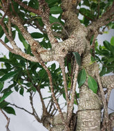 Ficus retusa 29 anni esemplare