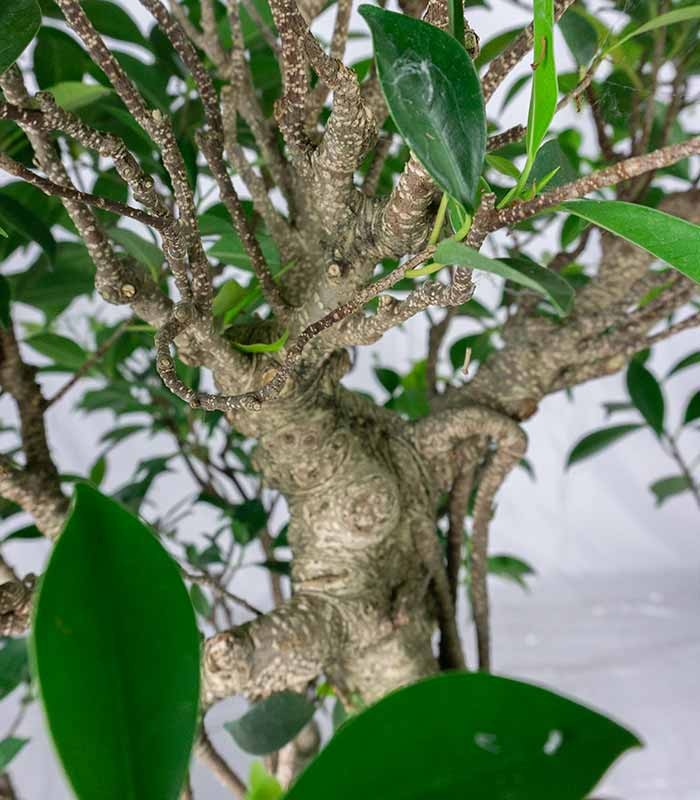 Ficus retusa 29 anni esemplare