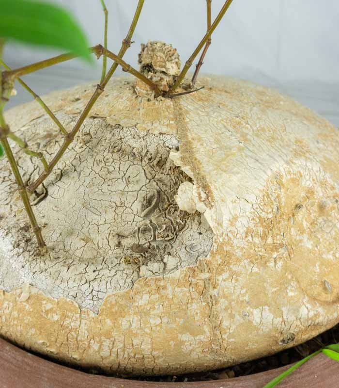 Raphionacme burkei