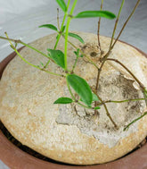 Raphionacme burkei